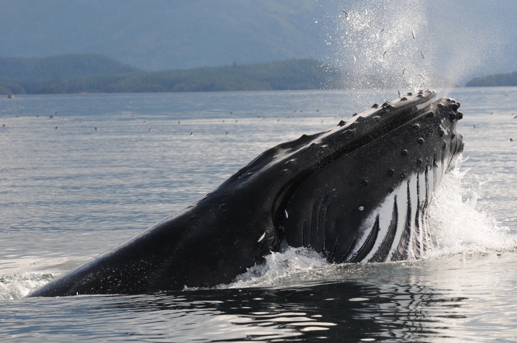 Humpback whale "Guardian" lunge-feeding on herring