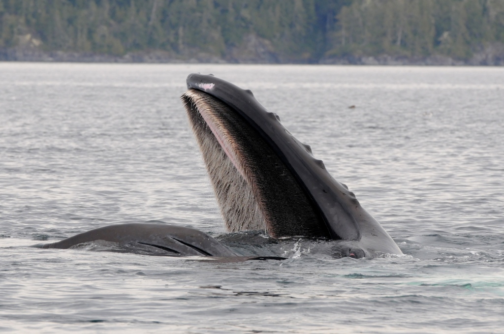 A humpback whale feeding on herring