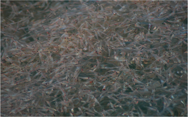 In some areas, krill (these small crustaceans) make up a large proportion of humpback whale diet