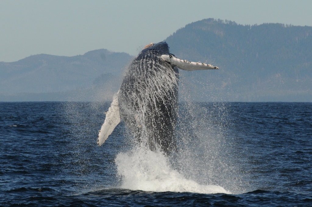 A humpback whale breaching off the west coast of Vancouver Island