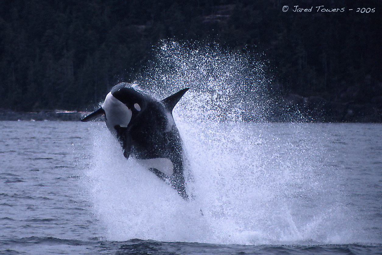 Transient Killer Whale T079 hunting porpoises. 